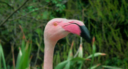 flamingo.gif