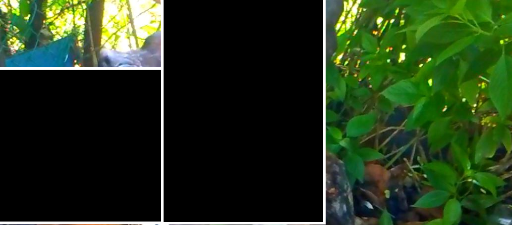 Flora3.png