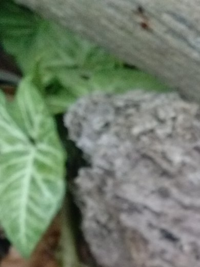 Flora5.png