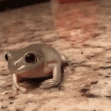 fog hat.gif