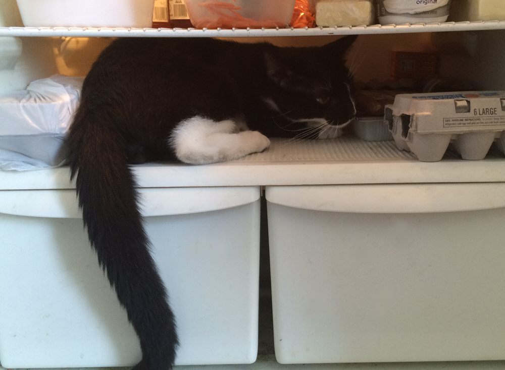 fridgecat.png
