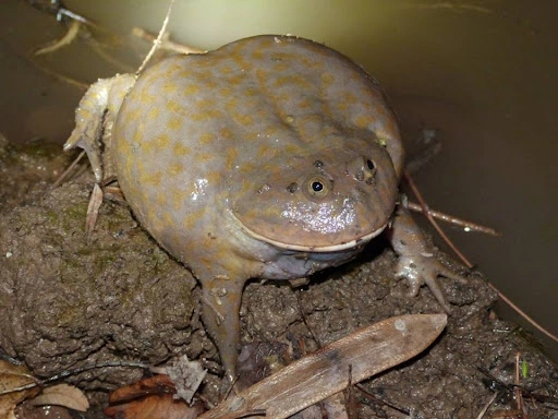 frog2.webp