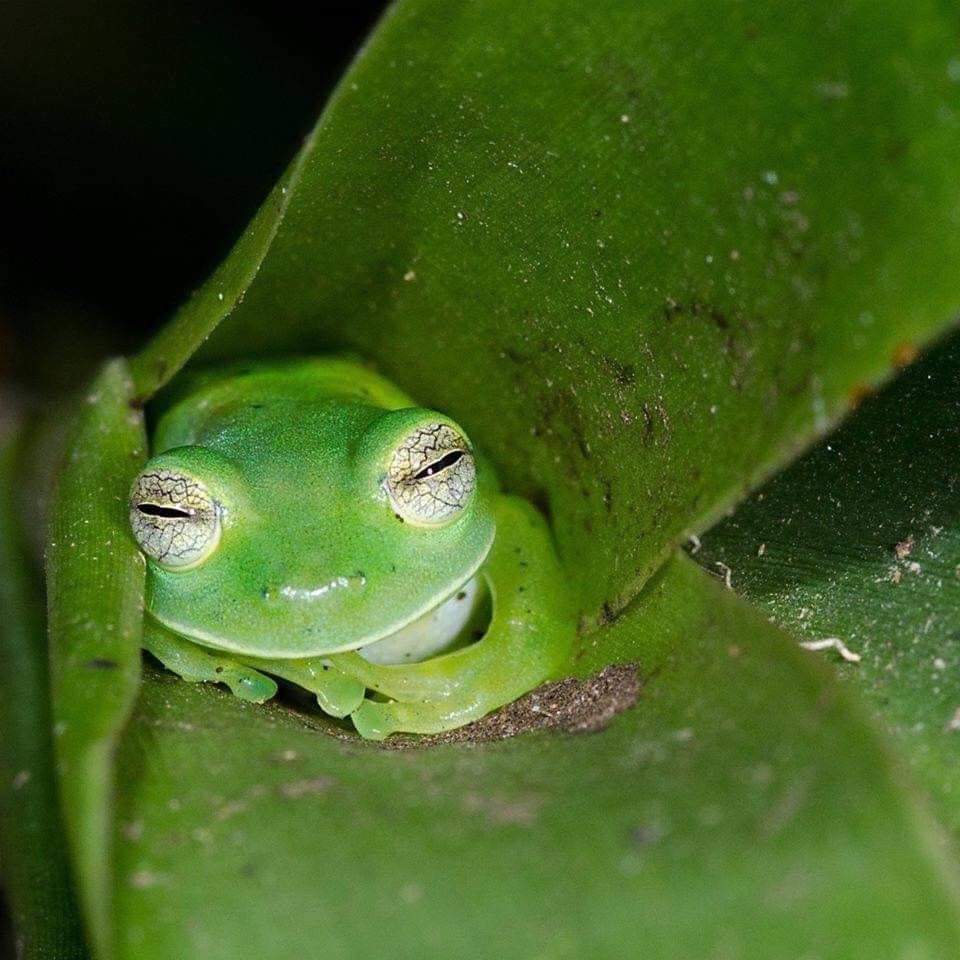 frogpost.jpg