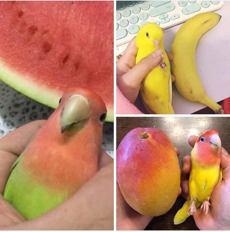 fruit.jpg
