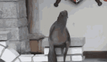 funny-animals-seal.gif