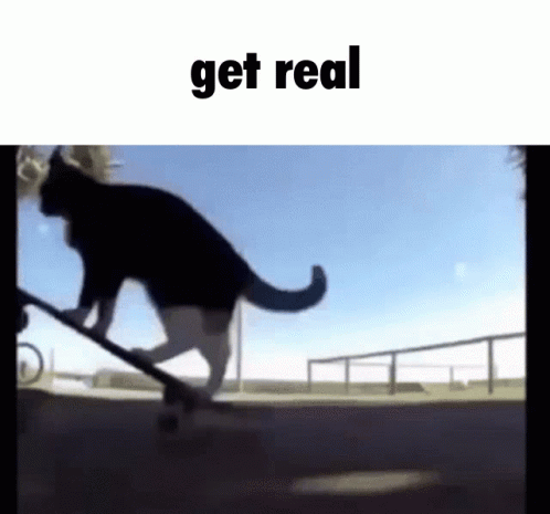 get-real-cat.gif