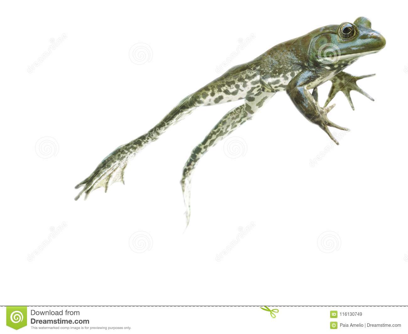 going-forward-frog-escaping-leaping-jumping-getting-away-stop-action-leaping-jumping-frog-go-l...jpg