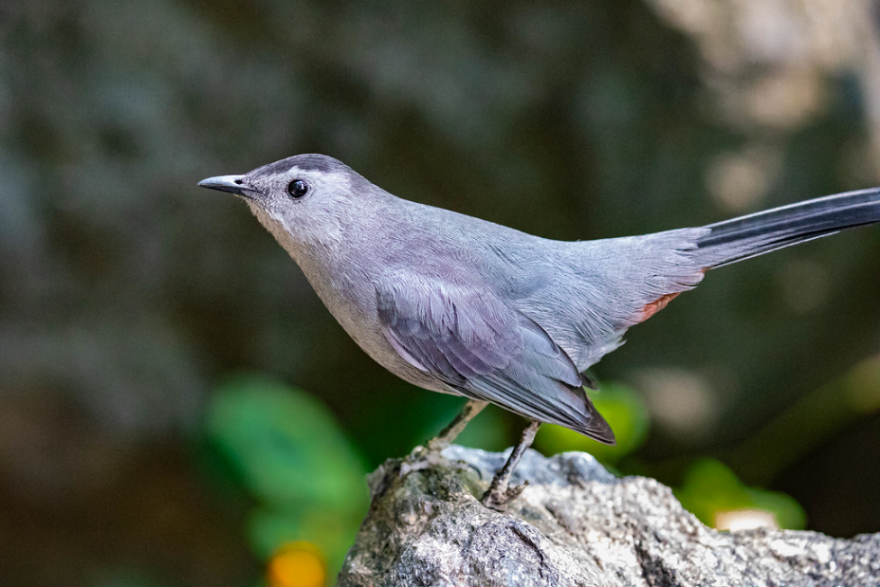 Gray Catbird.png