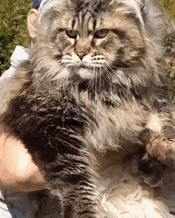 Grumpy.gif