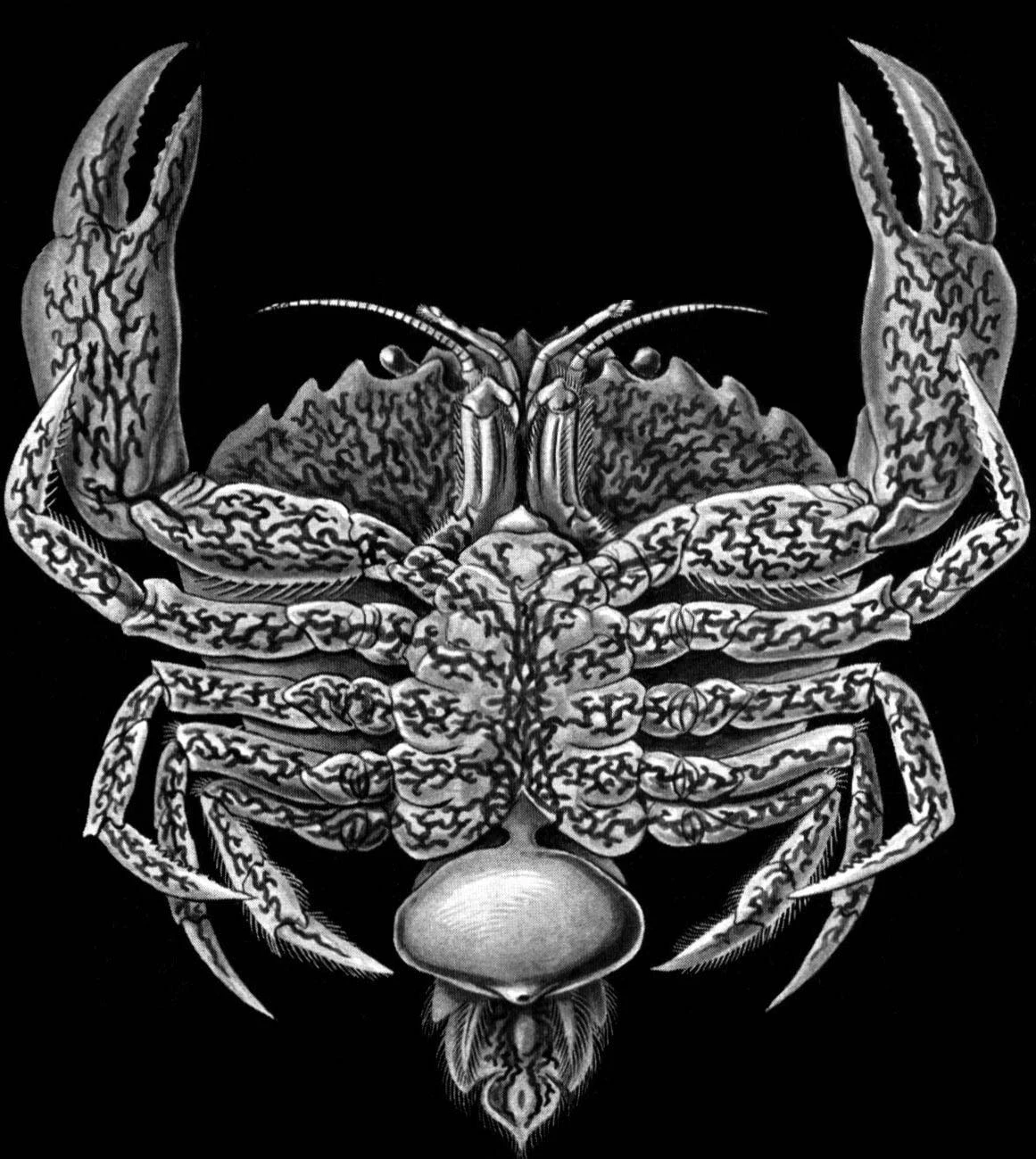 Haeckel_Sacculina.webp