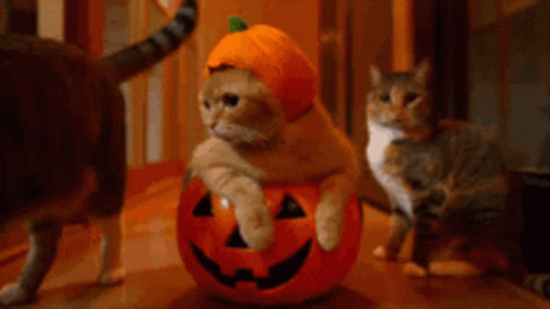 hallocat.gif