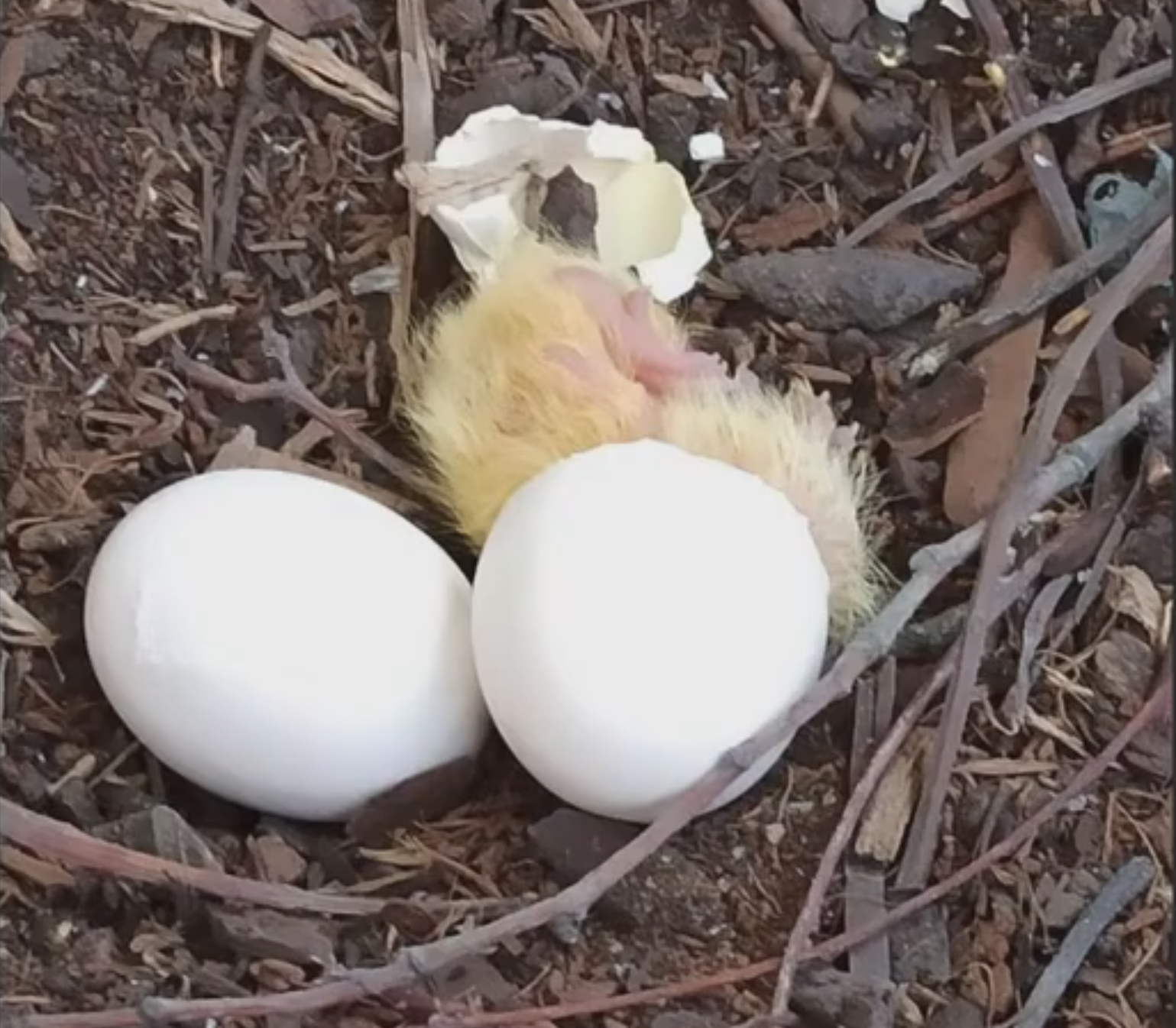 hatching.png