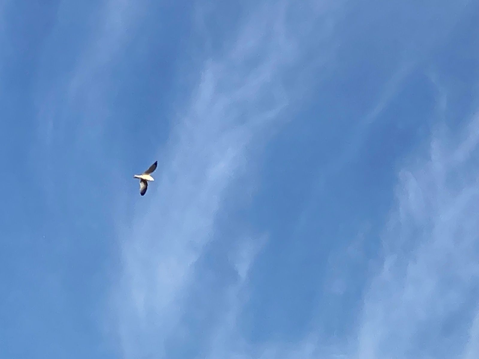 hawk.jpeg
