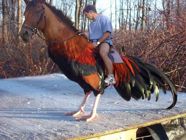 horsecock.jpeg