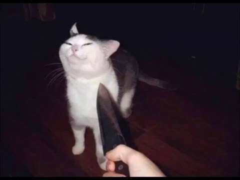 hqdefault.jpg
