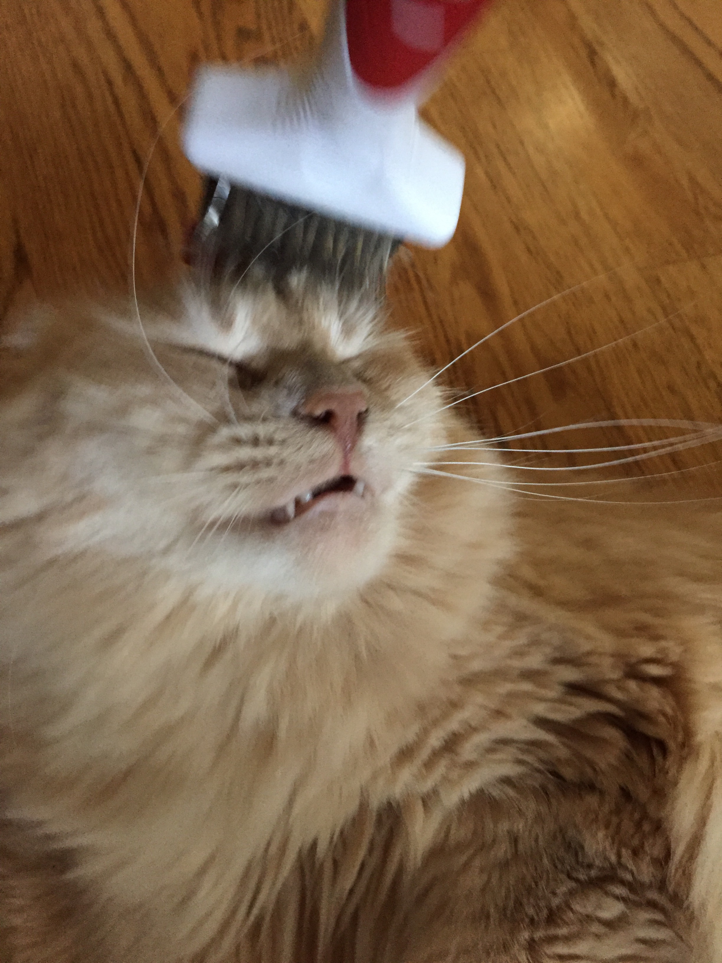 image.jpeg