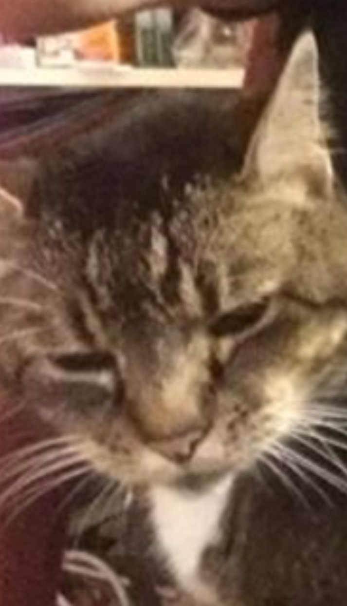 image.jpeg