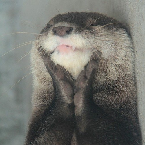 image.jpg