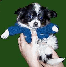 IMG_2113.gif