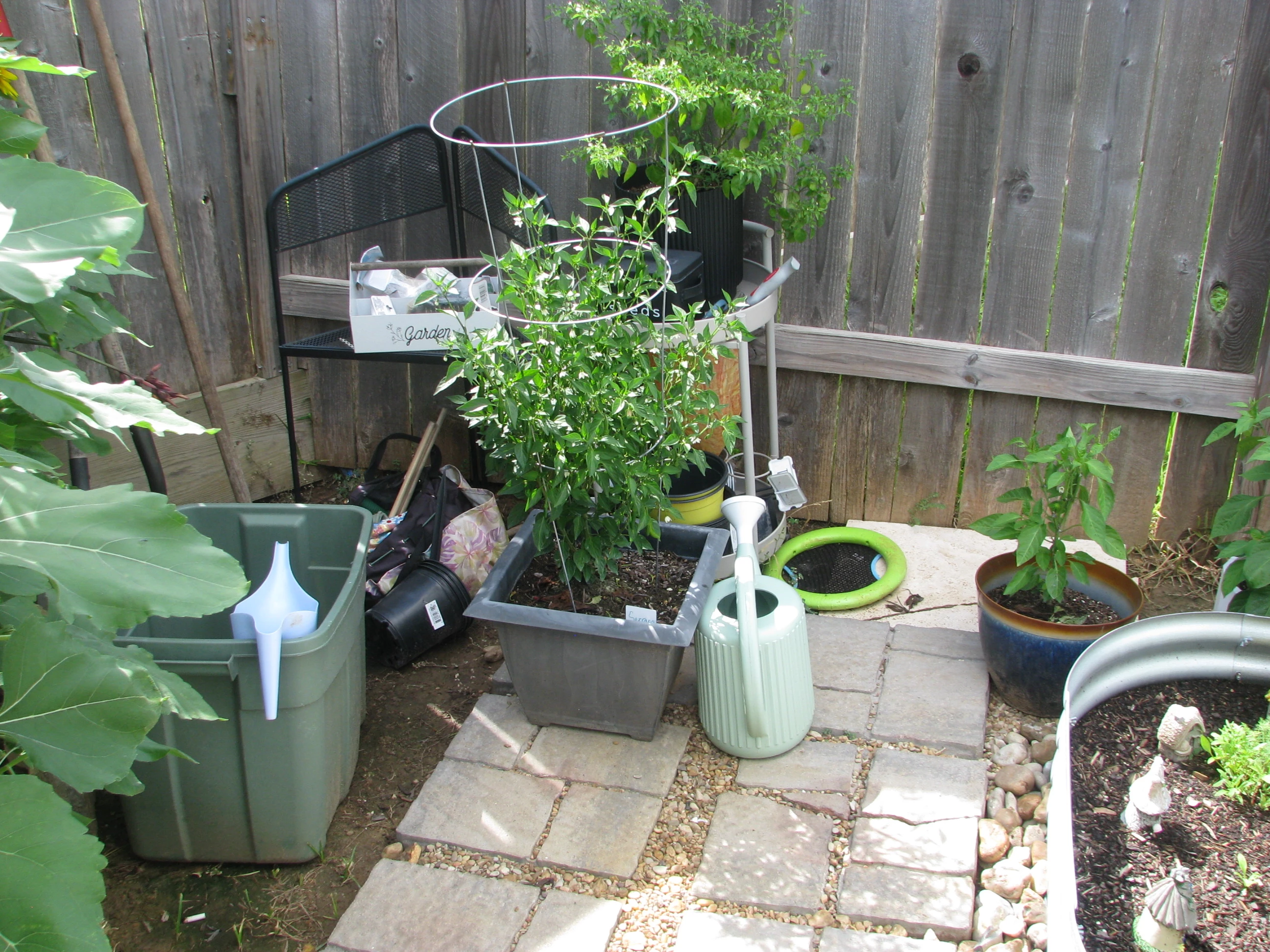 IMG_2227.webp