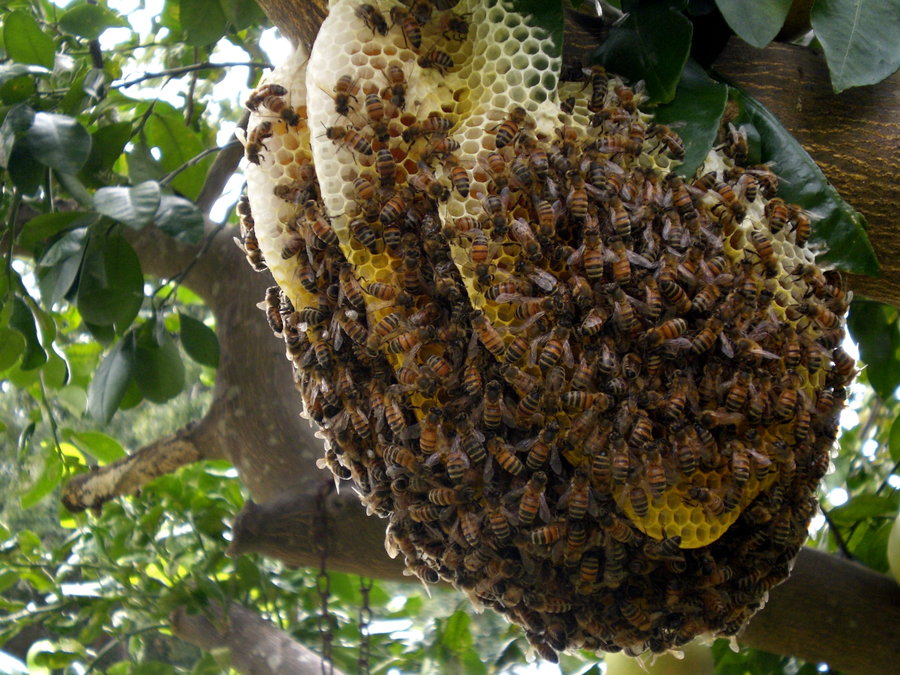 inside_out_beehive_by_teatimepanda-d4j76yy.jpeg