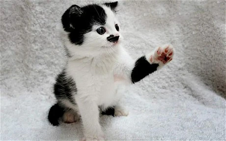 Kitler_1959295c.webp