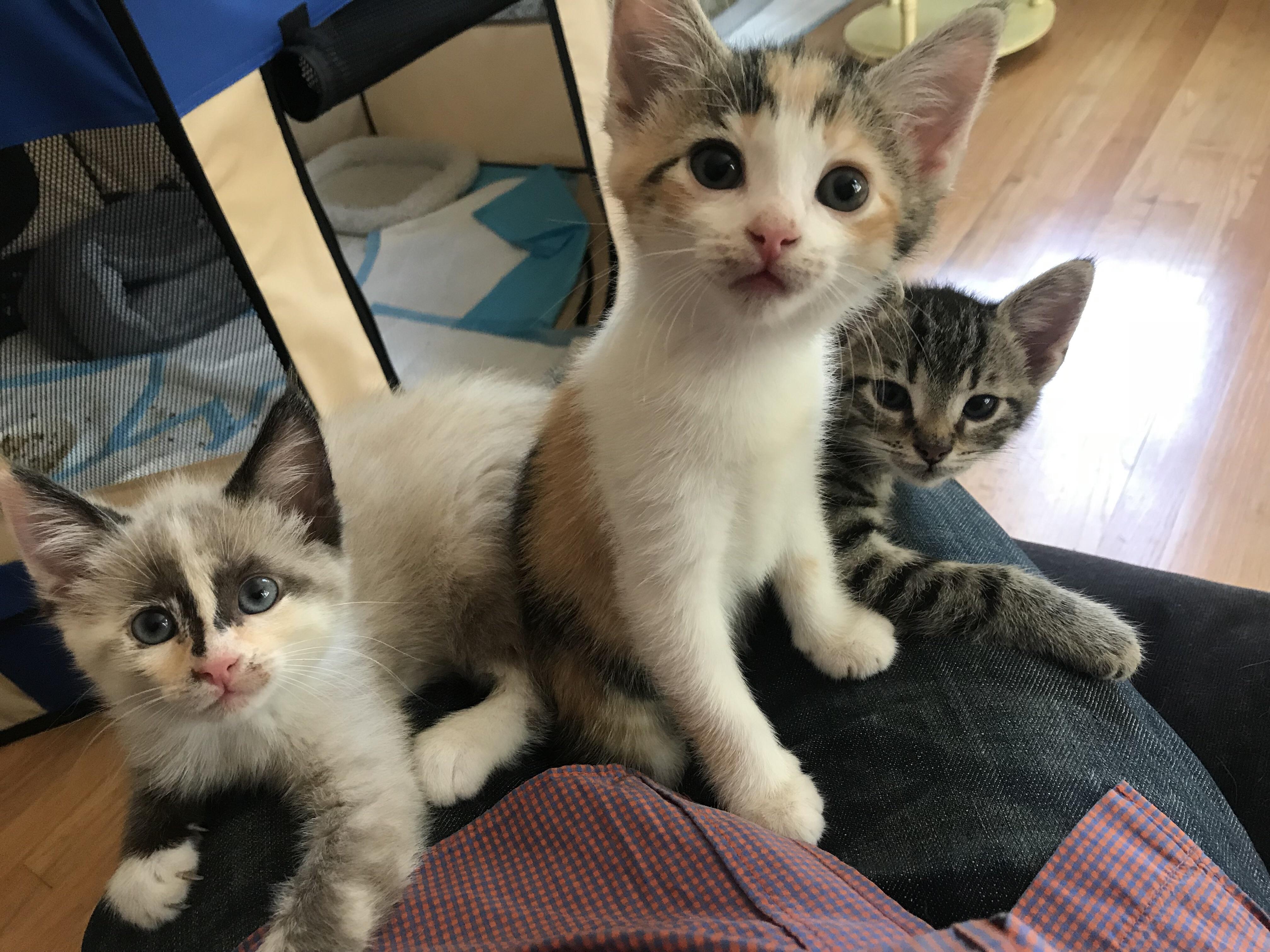 kittens.jpg