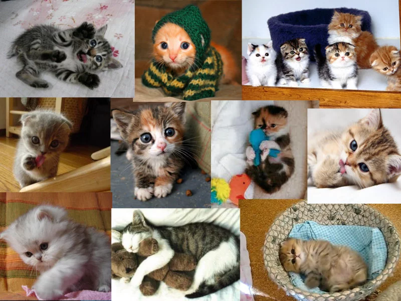 kittens.webp