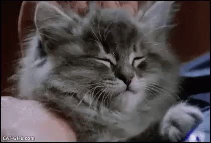 kitty.gif