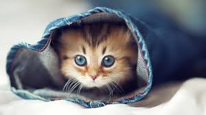 kitty.jpeg