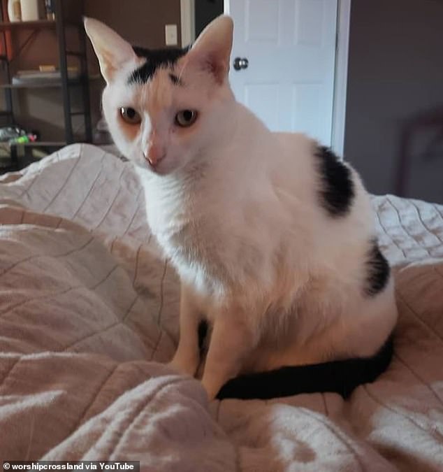 kitty.jpg