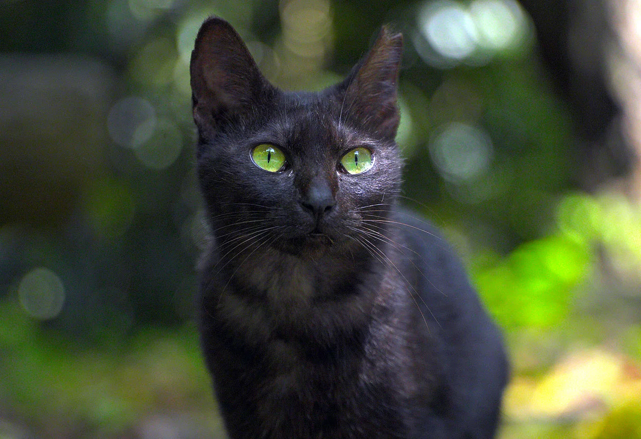 kitty2.webp