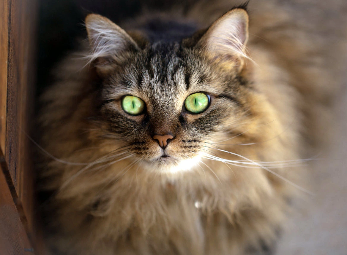 kitty3.webp