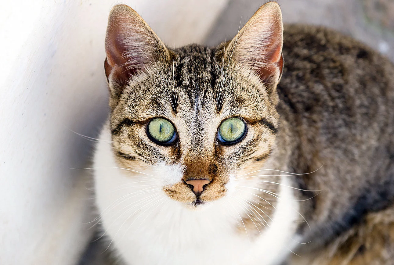 kitty4.webp