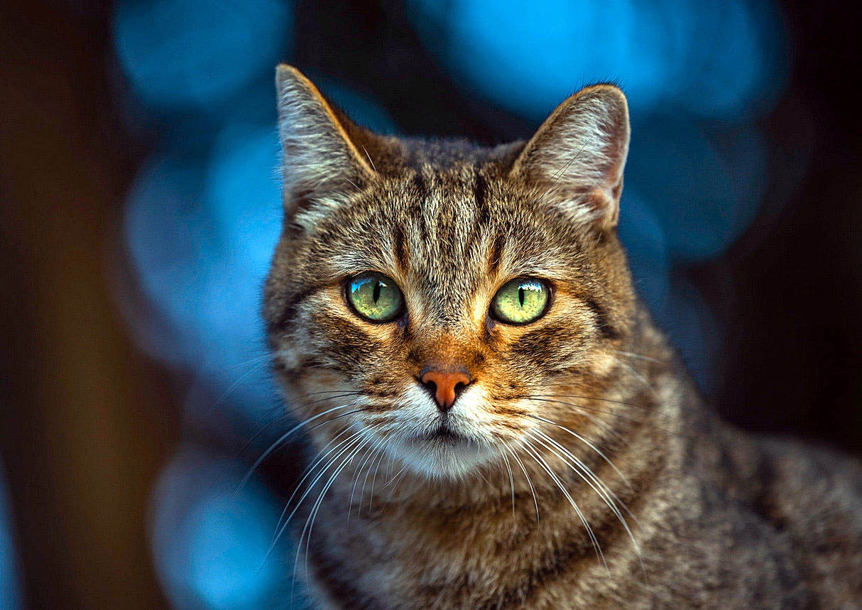 kitty6.webp
