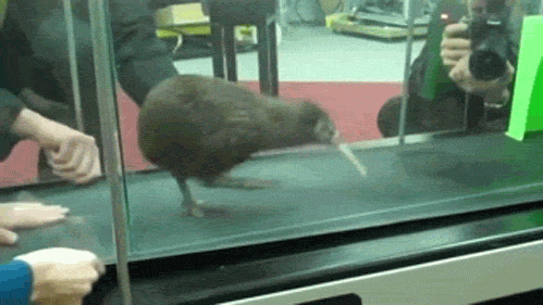 kiwi.gif