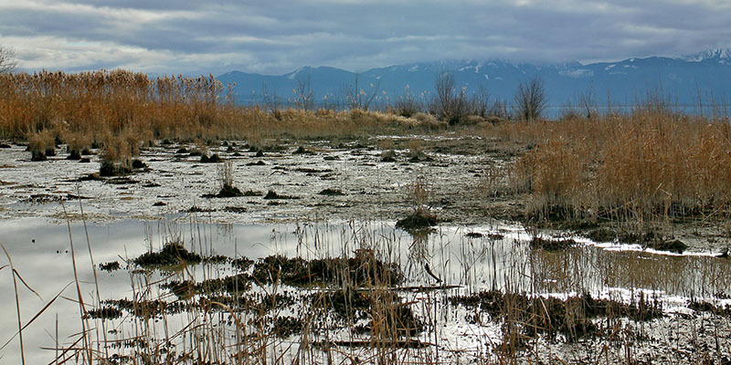 landscape-tree-water-nature-forest-marsh-995582-pxhere.com-1.jpeg