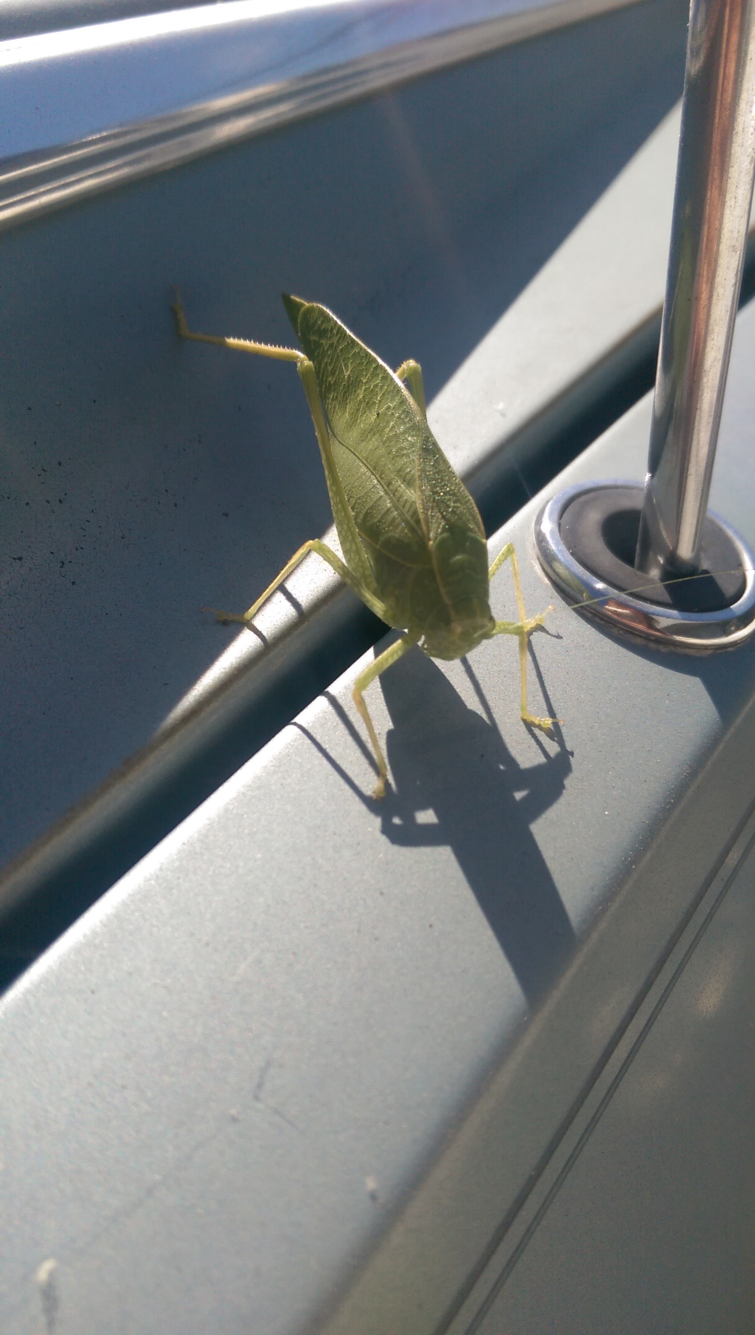 leaf.jpg