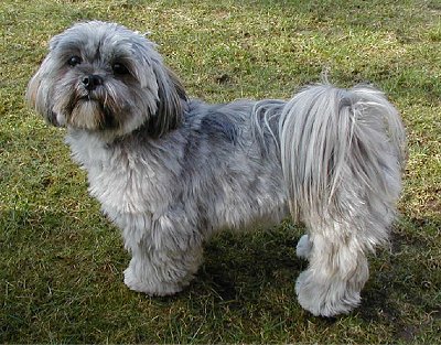 lhasa apso.jpg