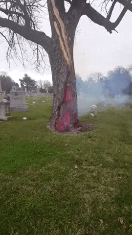 lightning strike a tree.gif