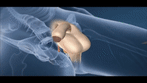 lightshinybufeo-size_restricted-gif.596648
