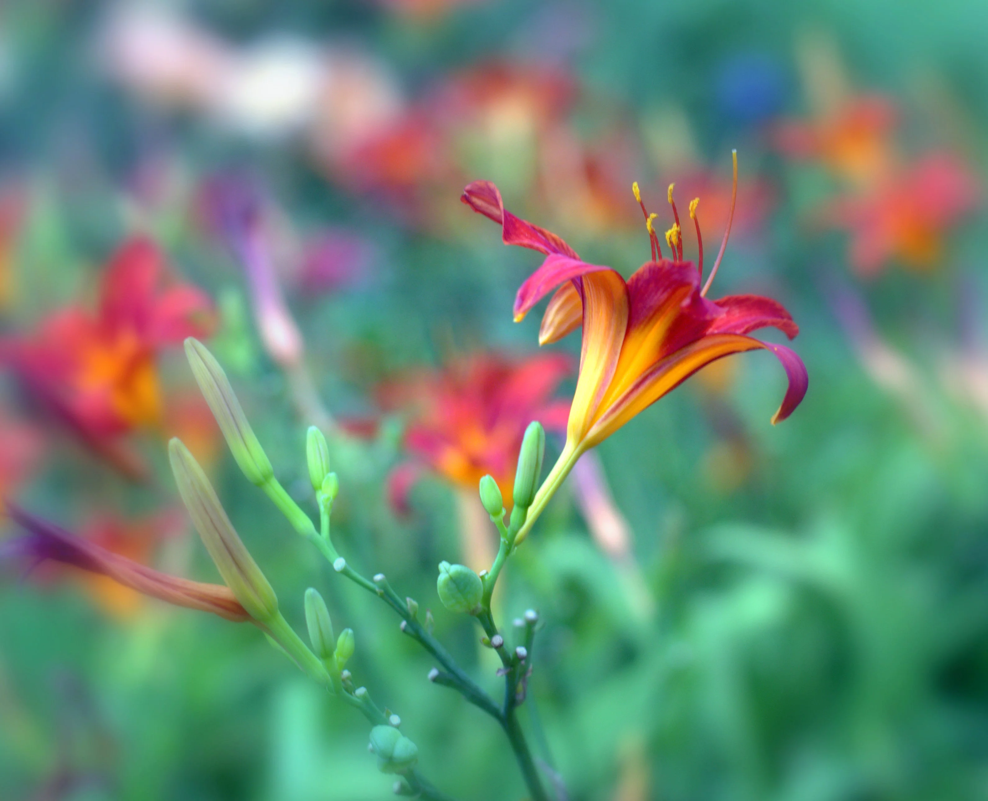 lily1-004.webp
