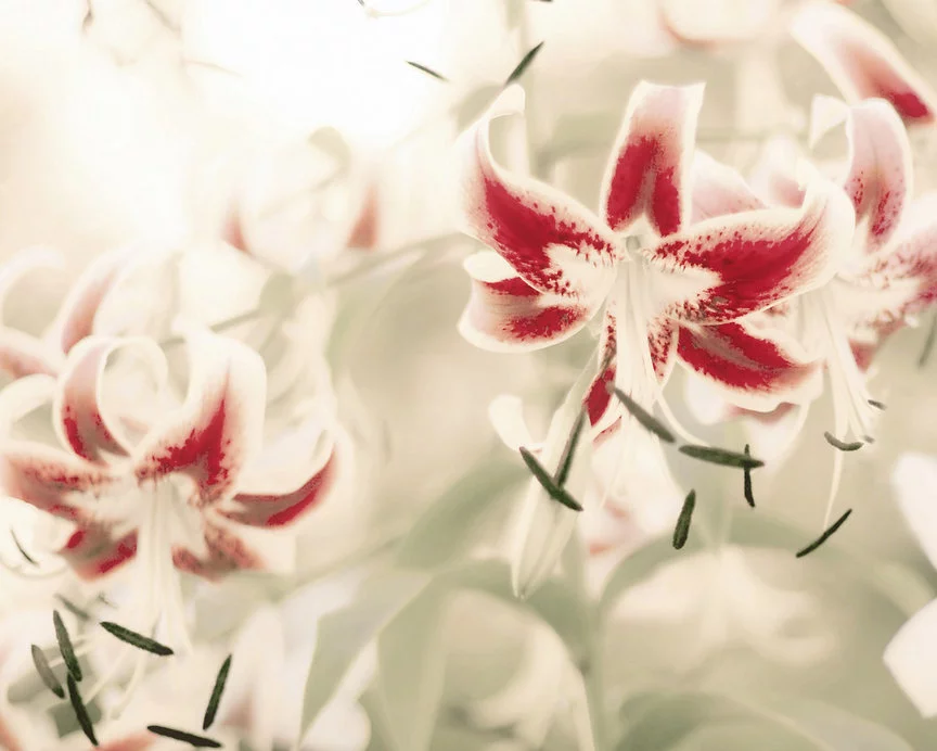 lily2.webp
