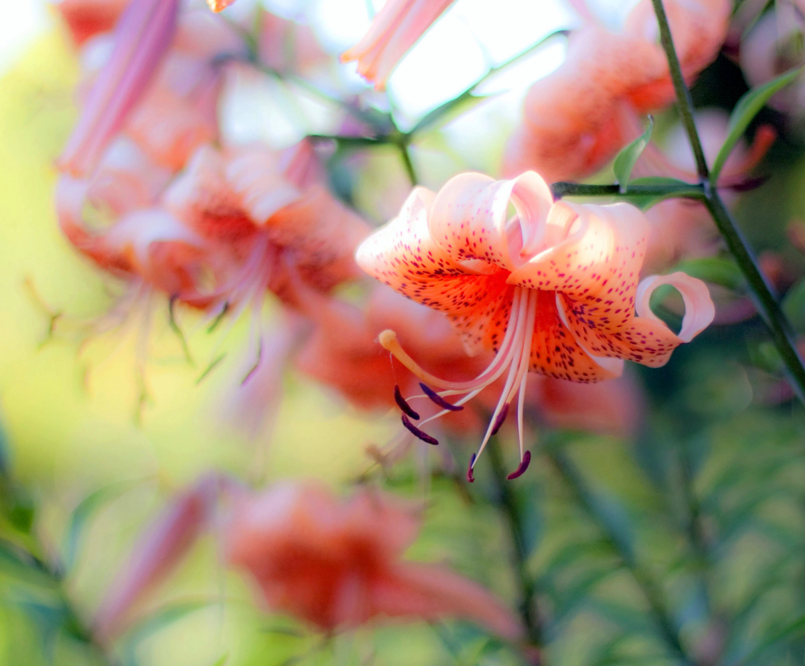 lily3-003.webp