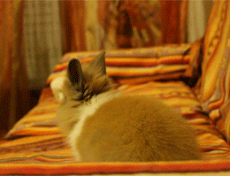 littlebinky.gif