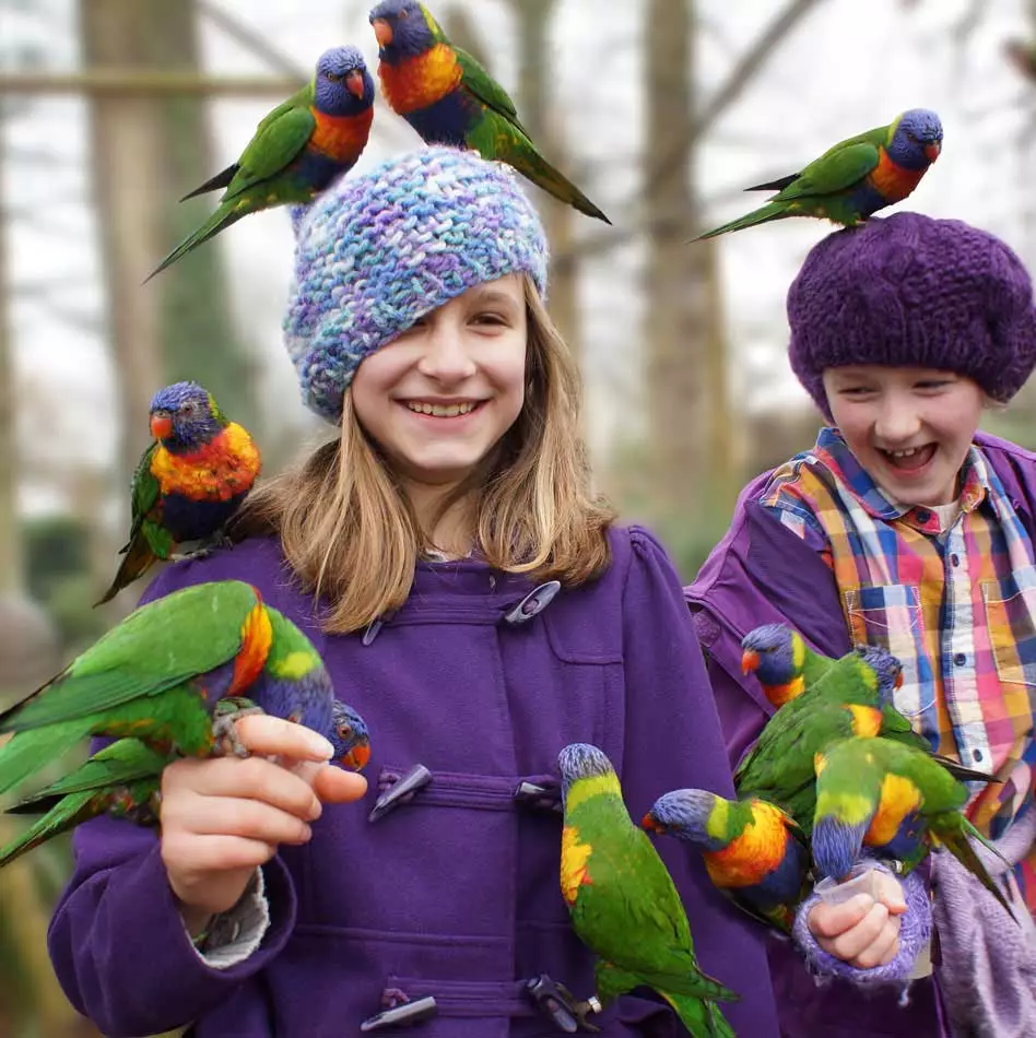 lorikeets-grid-1_original_original.webp
