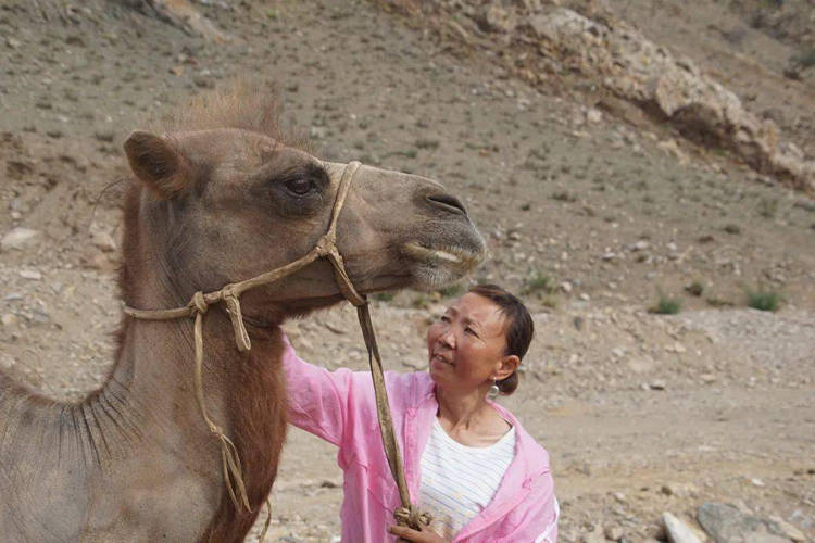loyal-camel.jpeg