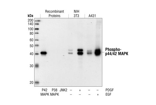 MAPK.png