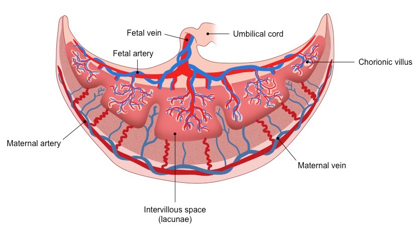 materalvilli.jpeg