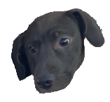 maxdoxxhound.png